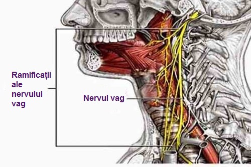 Nervul vag trece prin diferite zone ale corpului