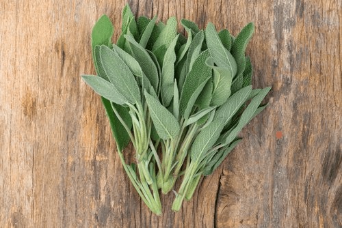 Salvia îți menține plămânii sănătoși