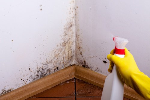 Trucuri de curățare ecologică pentru îndepărtarea mucegaiului