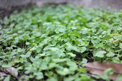 Centella asiatica poate fi cumpărată din plafare