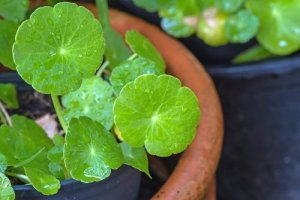 Centella asiatica – ce este și cum se utilizează?