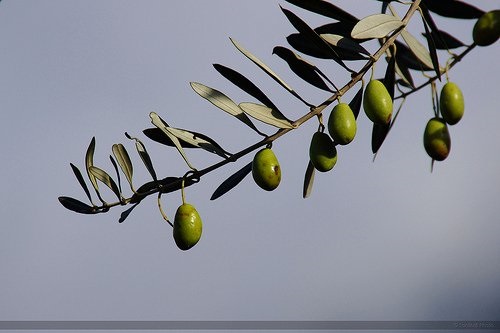 Măslinul intră în categoria de pomi fructiferi crescuți în ghiveci