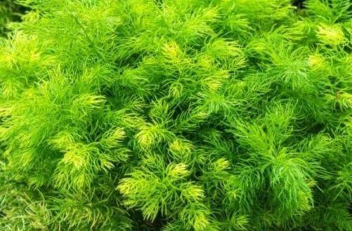 Shatavari este una dintre cele mai bune plante care stimulează libidoul