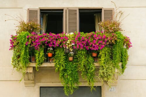 Plante cățărătoare pentru a crea o mini-grădină pe balcon