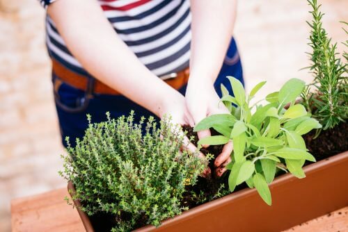 Idei pentru a crea o mini-grădină cu plante aromatice