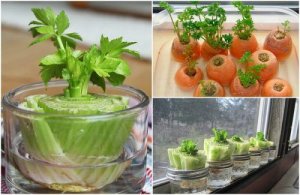5 legume care pot fi recultivate din resturi