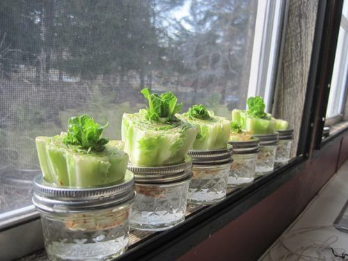 Legume care pot fi recultivate ca salata verde