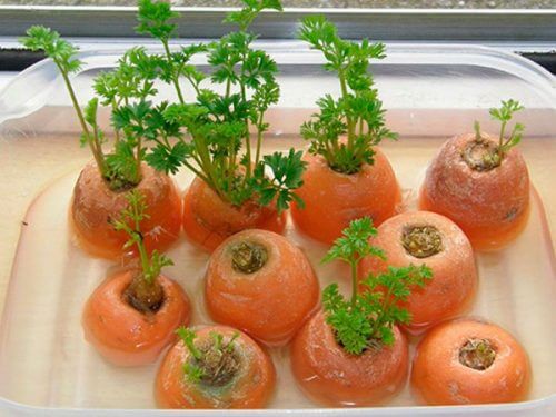 Morcovii sunt legume care pot fi recultivate din resturi