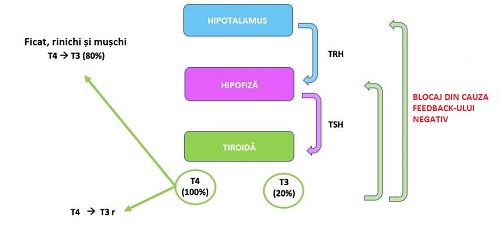 Tipuri de hipotiroidism ce afectează organele