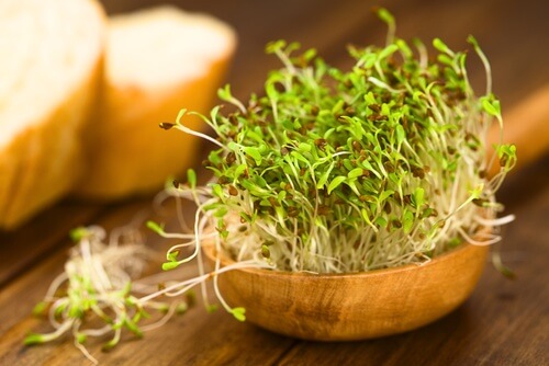 Lucerna pe lista de remedii naturale pentru bufeuri