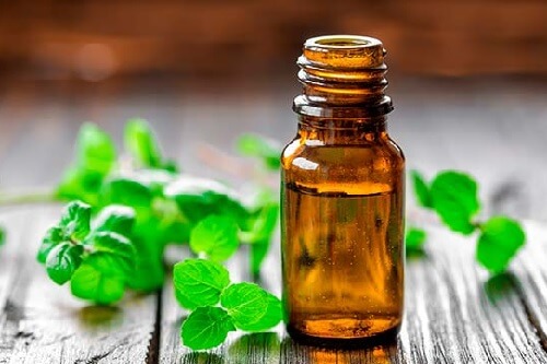 Menta pe lista de soluții naturale pentru alungarea muștelor