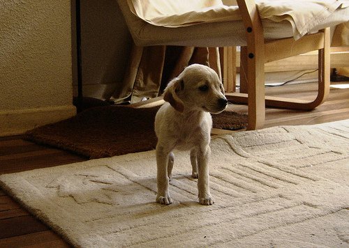 Cum să scapi de purici cu diatomit presărat în casă și pe animalul de companie
