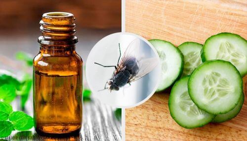 7 soluții naturale pentru alungarea muștelor