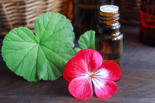 Uleiuri pentru combaterea celulitei precum uleiul de geranium