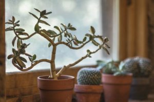 7 beneficii ale plantelor de interior