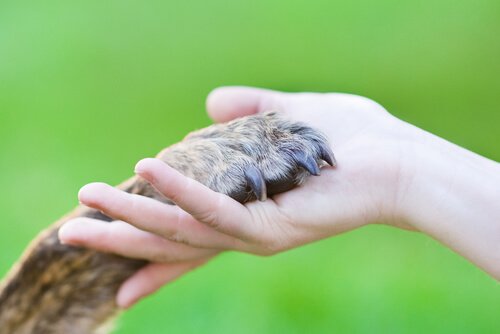 Trucuri pentru a dormi bine cu animalele de companie