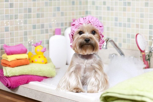 Trucuri pentru a-ți menține casa curată precum spălarea animalului de companie