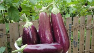 10 beneficii pentru sănătate ale vinetelor