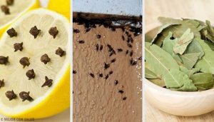 Cum să scapi de insectele din casă în mod natural