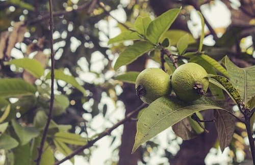 Frunzele de guava sunt remedii naturale pentru mirosul vaginal neplăcut