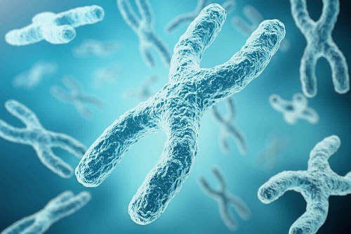 Prin cromozomul X se explică de ce inteligența se moștenește de la mamă