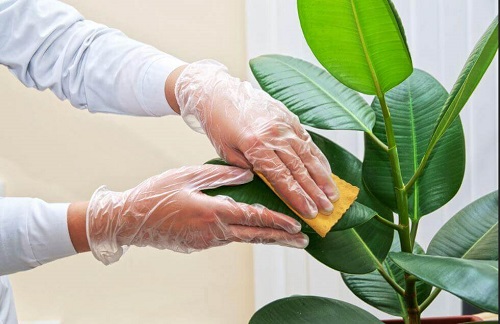 Cum să cureți frunzele plantelor din ghiveci