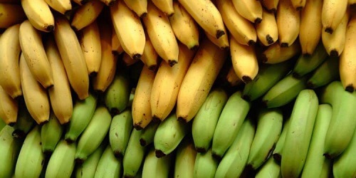 3 diferențe între bananele plantain și cele obișnuite