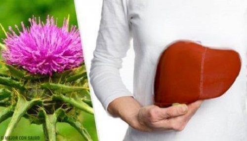 Remedii naturiste pentru ficatul gras cum ar fi armurariul