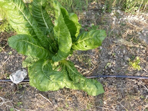 Alimente bogate în potasiu culese din grădină