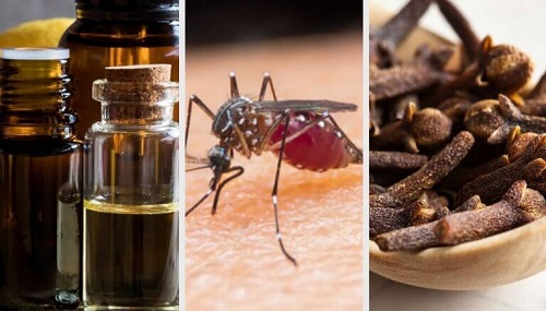 10 arome naturale care alungă țânțarii
