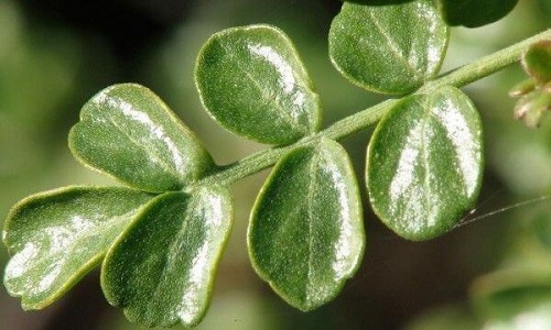 Copalchi pe lista de plante medicinale care luptă împotriva diabetului