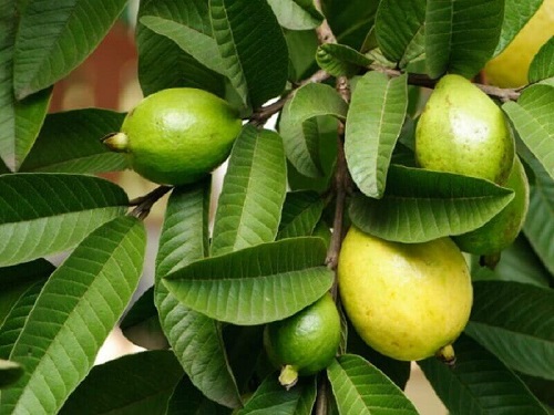 Frunze și fructe de guava
