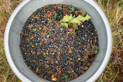 Ienupărul pe lista de arome naturale care alungă țânțarii