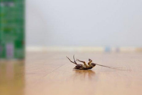 5 trucuri pentru a alunga gândacii de bucătărie