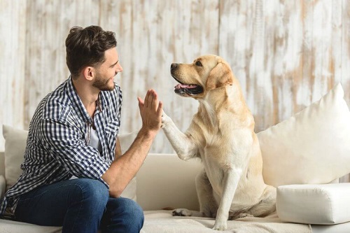Câinele poate fi cel mai bun animal de companie