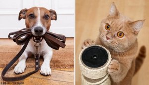 Care este cel mai bun animal de companie?