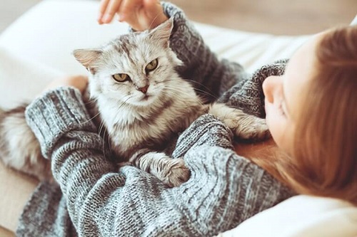Pisica poate fi cel mai bun animal de companie