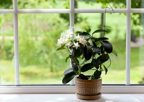Plante pentru dezinfectarea dormitorului în mod natural