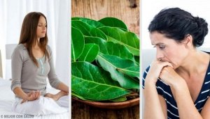 7 beneficii ale foilor de dafin care te vor surprinde