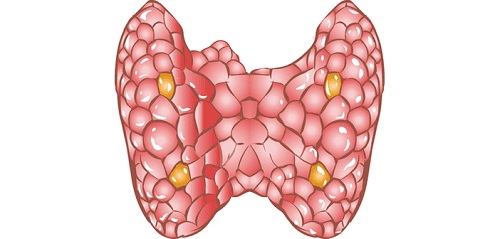 5 remedii pentru buna funcționare a tiroidei