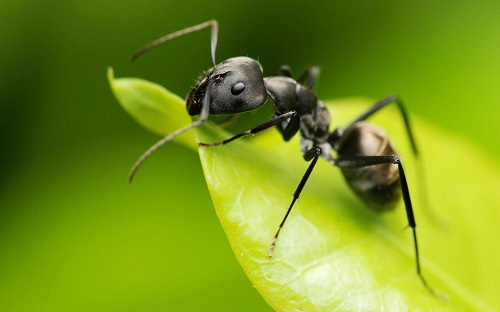 Utilizări ale oțetului în grădină ca repelent pentru furnici