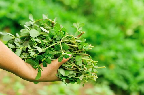 Beneficii oferite de iarba grasă ca remediu natural