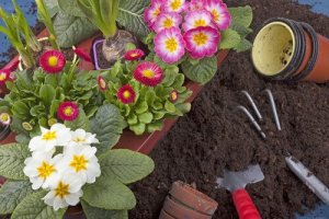 10 plante ușor de cultivat în grădină
