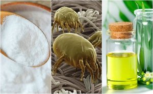 4 soluții naturale împotriva acarienilor din casă