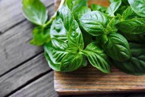 40 de beneficii medicinale ale busuiocului