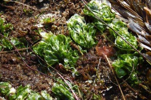 Algele sunt un îngrășământ natural pentru plante