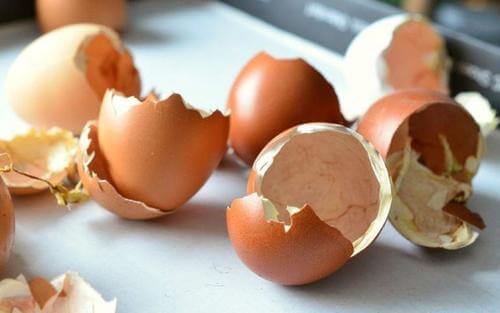 Coji de ouă folosite ca îngrășământ natural pentru plante