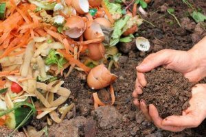5 rețete de îngrășământ natural pentru plante