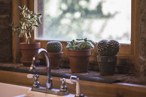 Idei pentru plantarea unui cactus ținut în bucătărie