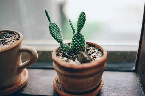Indicații pentru plantarea unui cactus în căni